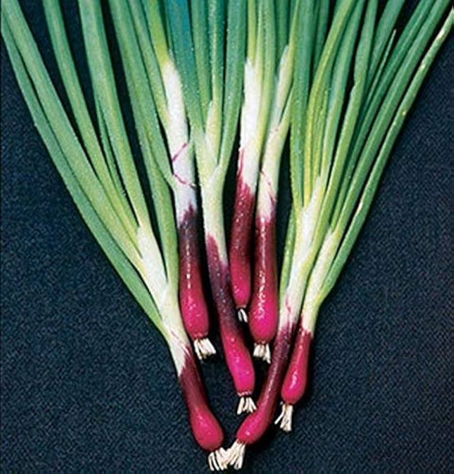 Onion Allium Fistulosum Crimson Forest Bunching Vegetable Seeds for Planting – Perfect for Kitchen Garden and Fresh Harvests