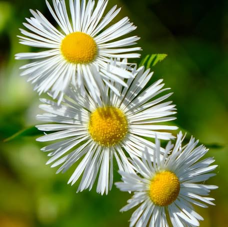 White Erigeron Flower - Heirloom, Non - Gmo Seeds