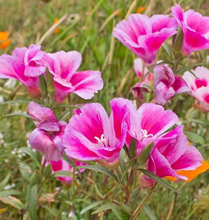 Pink Clarkia Amoena Flower Seeds for Planting - 100