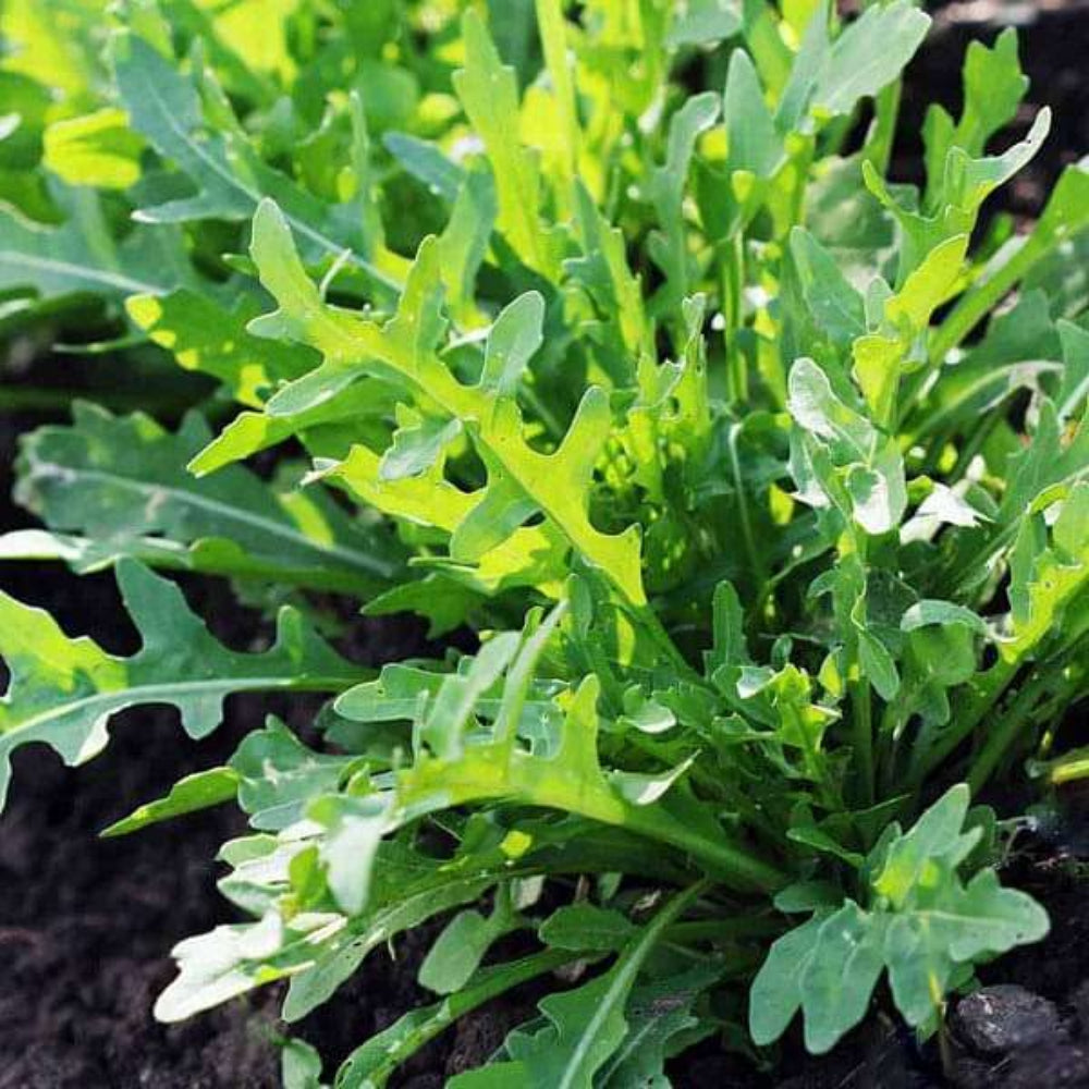 Green Rocket Salad Seeds for Planting - heirloom & Non-GMO Seeds