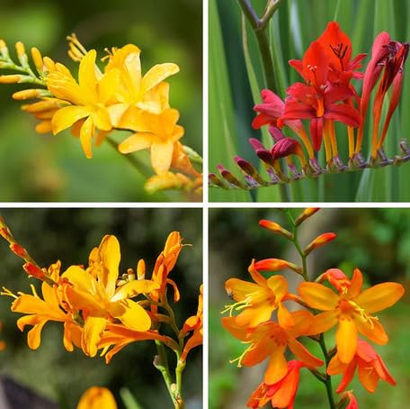 Mixed Crocosmia Flower - Heirloom, Non - Gmo Seeds