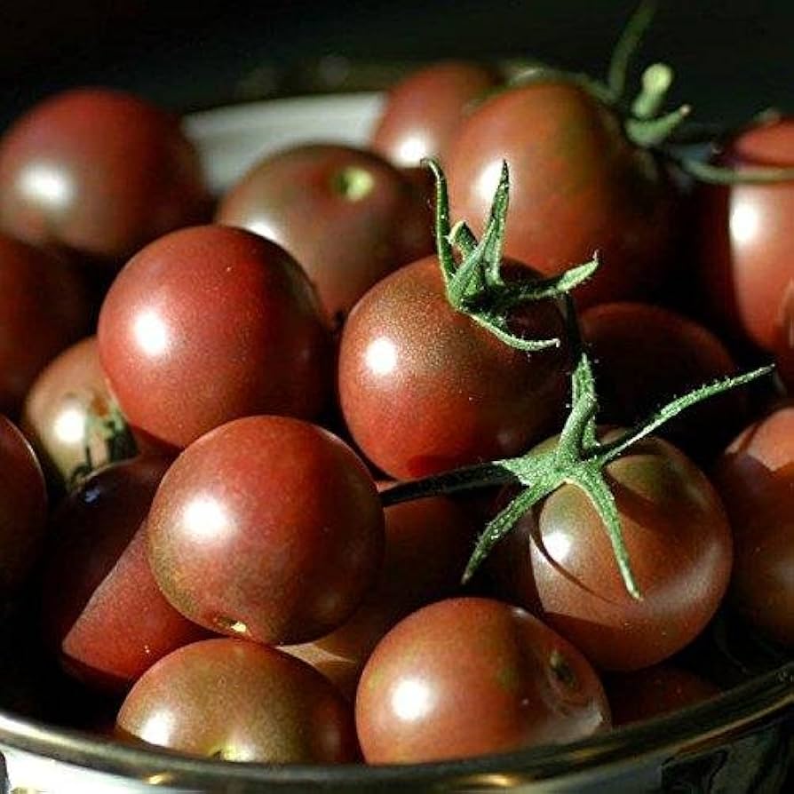 Tomato Solanum Lycopersicum Chocolate Cherry Vegetable Seeds for Planting – Perfect for Snacking and Patio Garden Pots