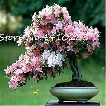 Rhododendron Red Flower Seeds for Planting - NON GMO Seeds Dhara Seeds