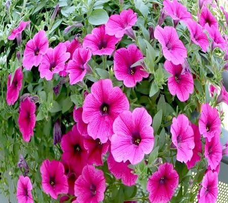 Petunia Flower