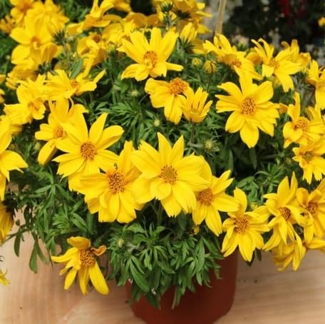 Yellow Bidens Flower - Heirloom, Non - Gmo Seeds