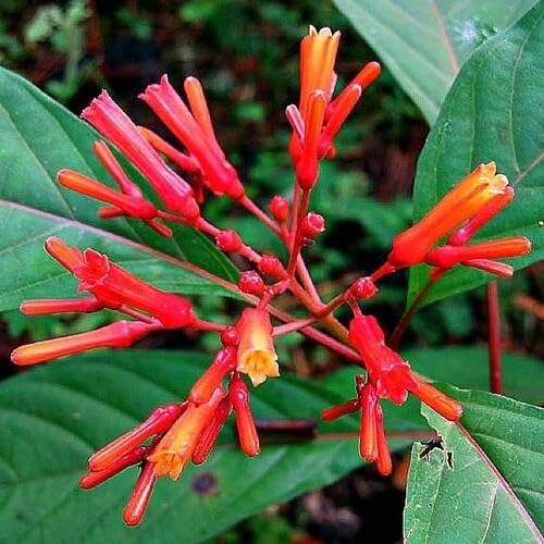 Red Hamelia Patens Flower - Heirloom, Non - Gmo Seeds