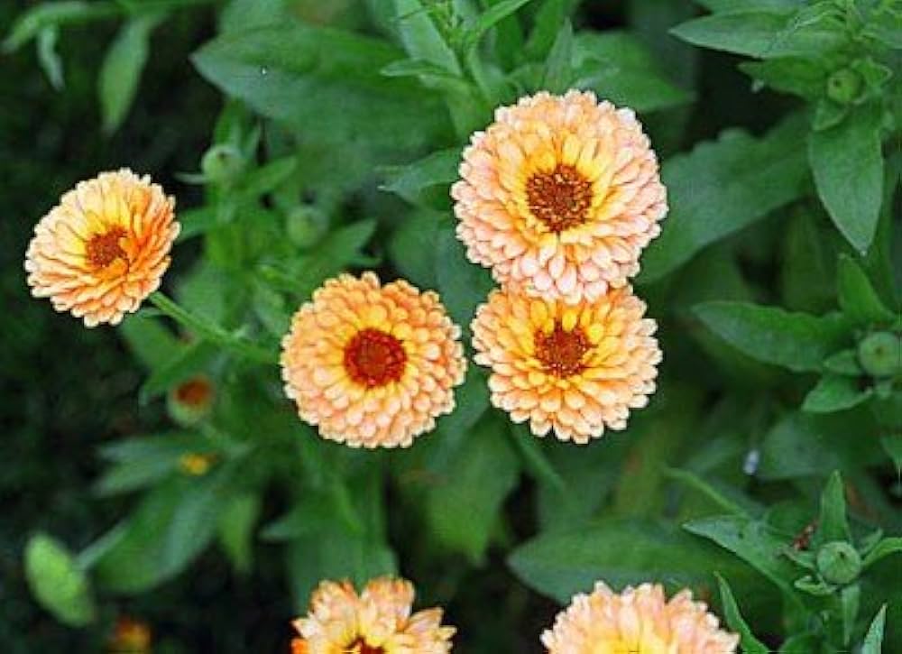 Heirloom Seeds Calendula officinalis English Field Marigold - Large Flower Garden Mix