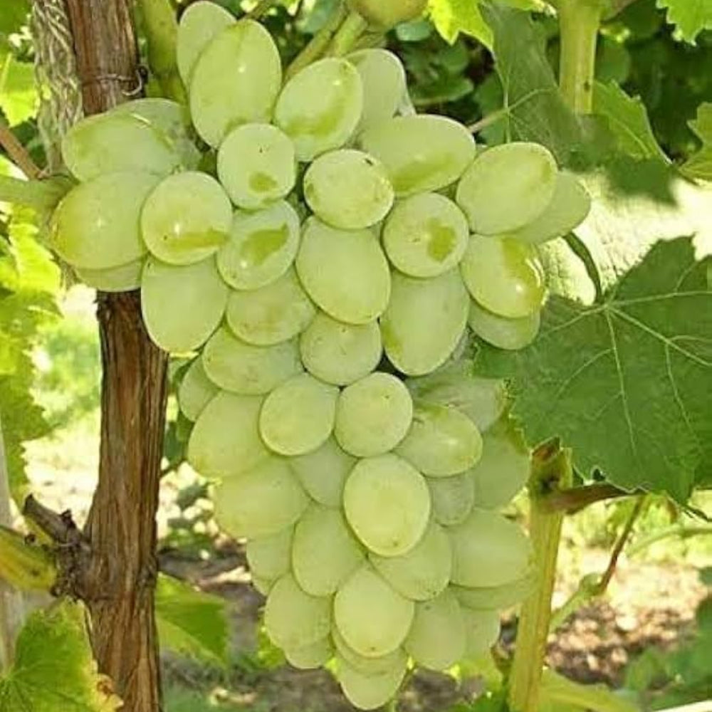 White Grape Fruit Seeds for Planting - Grow Crisp, Sweet White Grapes at Home, Heirloom Seeds