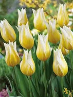 Yellow White Tulip Flower Seeds for Planting – Heirloom, Non-GMO, Beautiful Blooms Dhara Seeds