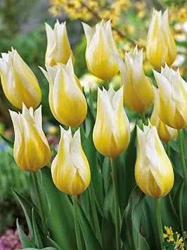 Yellow White Tulip Flower Seeds for Planting – Heirloom, Non-GMO, Beautiful Blooms Dhara Seeds