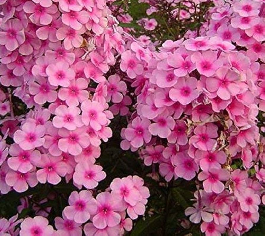 Brilliant Phlox – Phlox paniculata – for planting in perennial flower beds