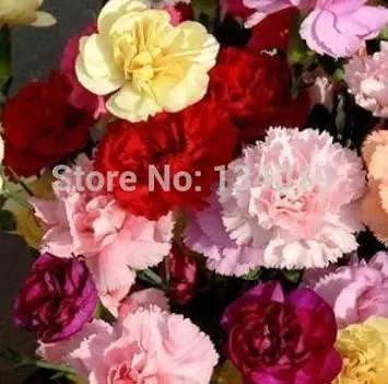 Pink Dianthus Caryophyllus Flower Planting Seeds for Garden NON GMO Seeds Dhara Seeds
