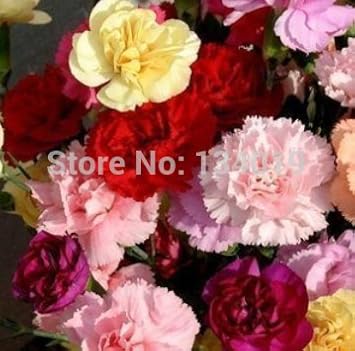 Organic Heirloom Non-GMO Yellow Purple Carnation Seeds for Planting – Fragrant Blooms