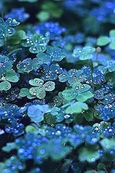 Organic Blue Green Clover Plant Seeds for Planting – Heirloom, Non-GMO Dhara Seeds