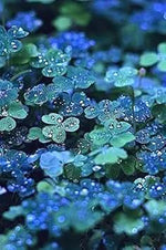 Organic Blue Green Clover Plant Seeds for Planting – Heirloom, Non-GMO Dhara Seeds