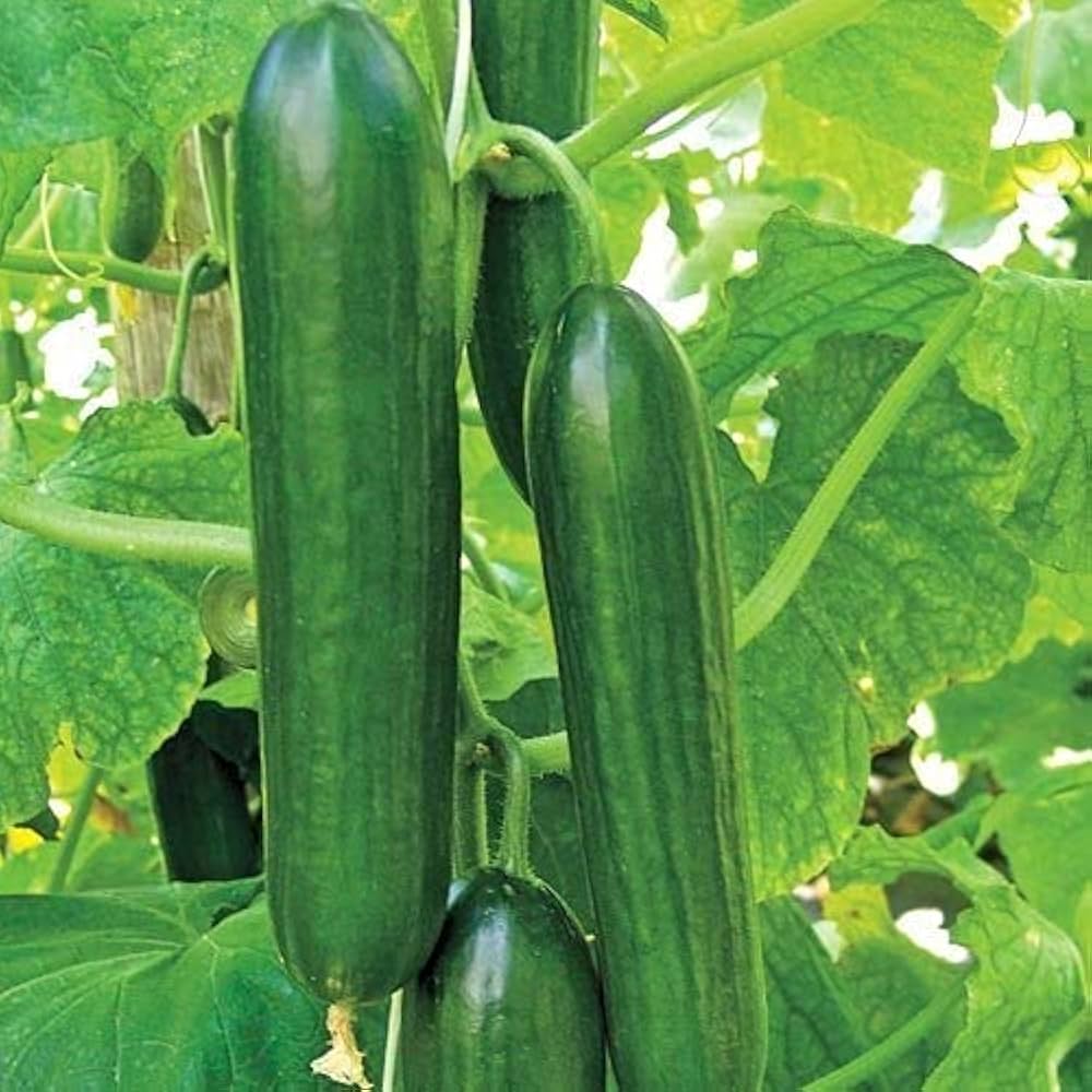 Moneta F cucumber seeds for vegetable patch and home farming