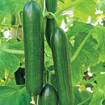 Moneta F cucumber seeds for vegetable patch and home farming