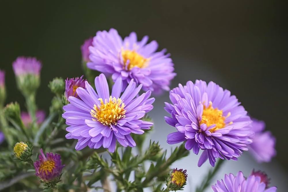 Chrysanthemum Aster Daisy Lavender Seeds for Planting in Flower Garden
