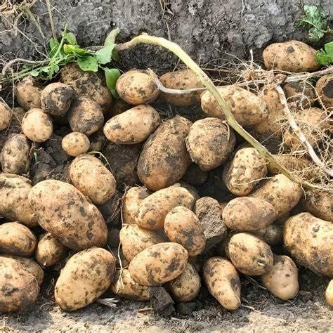 Solanum Solanum Tuberosum Potato Vegetable Seeds for Planting – High-Yield Variety for Kitchen Garden and Raised Beds