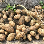 Potato Vegetable for planting