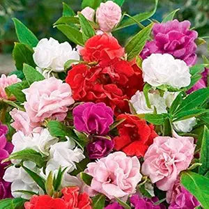Bright Red Camellia Impatiens Seeds, Seeds