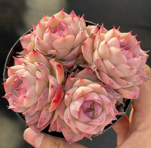 Red Echeveria - Heirloom, Non - Gmo Seeds