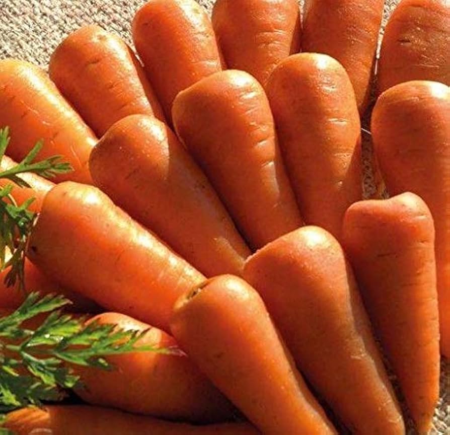 Chantenay Red Cored carrot seeds heirloom vegetable garden