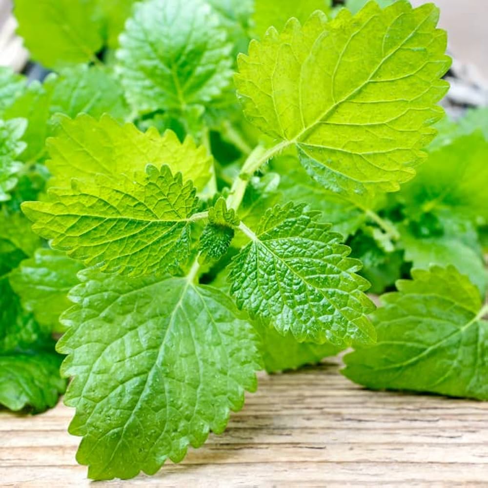 Lemon Balm - Organic Herb Seed