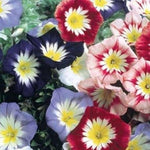 Morning Glory Ensign White seeds