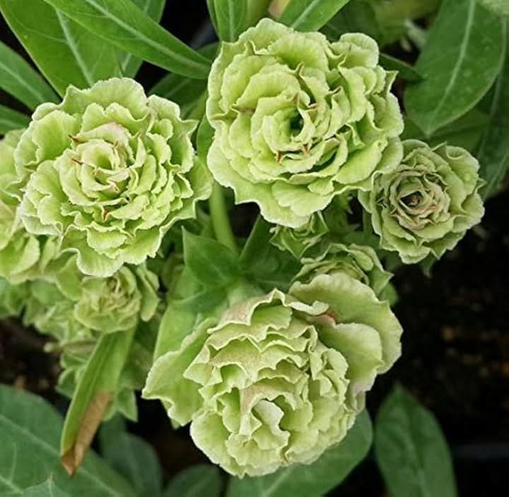 Heirloom Non-GMO Light Green Adenium Obesum Flower Seeds for Planting – Desert Rose Seeds
