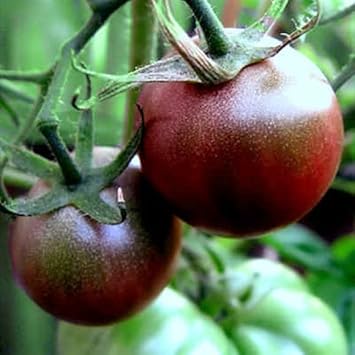 Cherry Tomato - Heirloom, Non - Gmo Seeds