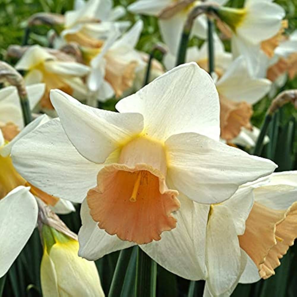 Daffodil Bulbs - Blushing Lady & Bell Song Mix