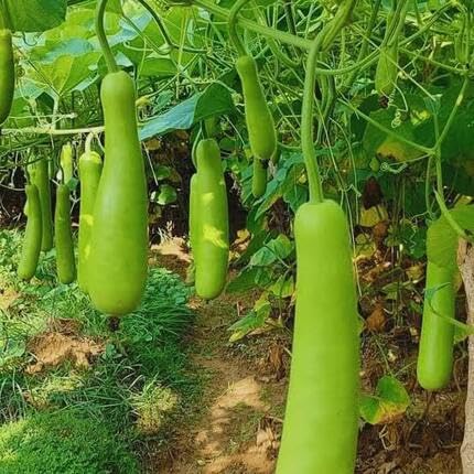 Giant Bottle Gourd Green