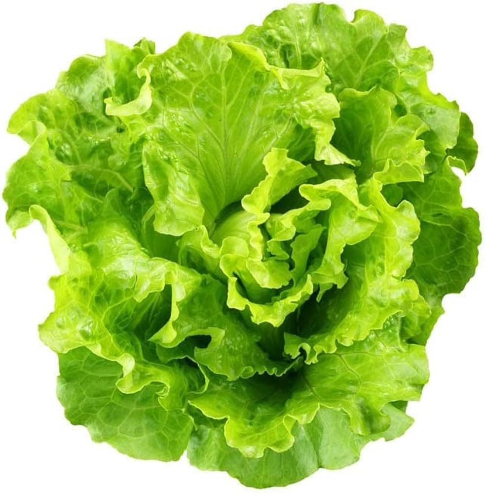 Lettuce Vegetable Seeds for Planting