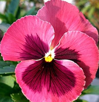 Pansy Rose Plant Seeds for Planting Non-GMO Heirloom Garden Seeds Perfect for Home Garden and Outdoor Growing for planting in your garden.