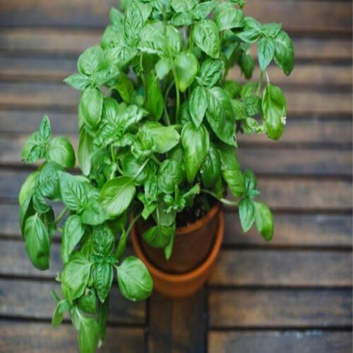 Basil Green - Heirloom, Non - Gmo Seeds