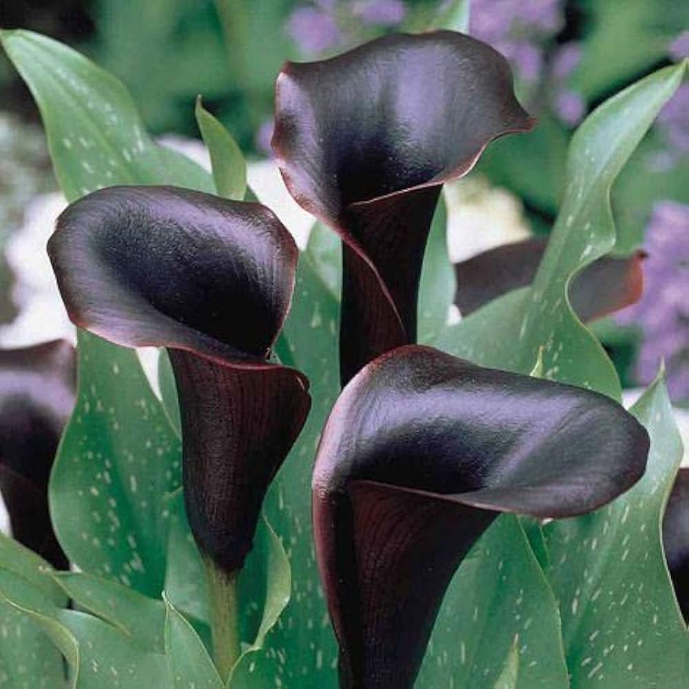 Calla Lily Zantedeschia Aethiopica Flower Seeds for Planting in Indoor Pots and Shaded Garden Beds
