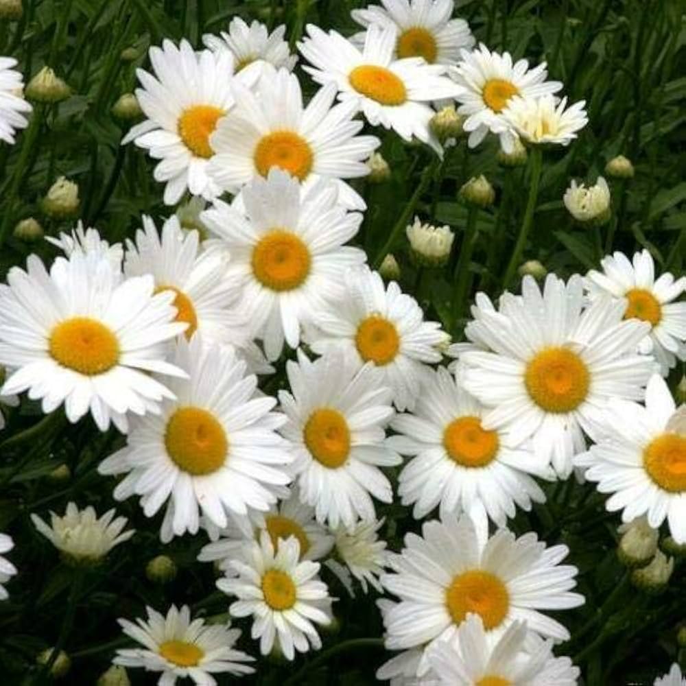 Fragrant Chrysanthemum Chrysanthemum morifolium daisy flower seeds for planting in kitchen garden beds