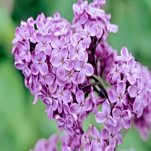 Lilac Flower Purple - Heirloom, Non - Gmo Seeds