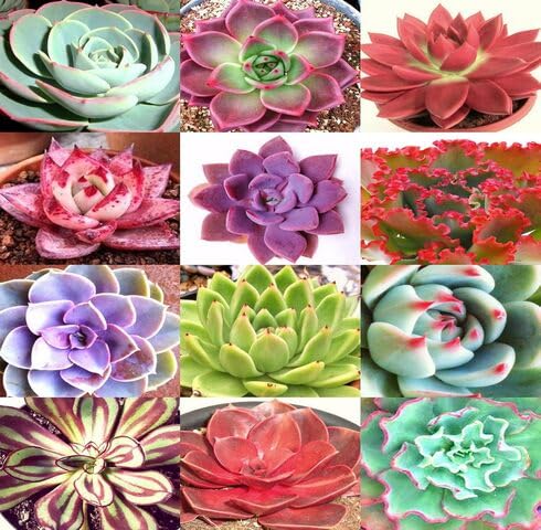 Mixed Echeveria - Heirloom, Non - Gmo Seeds