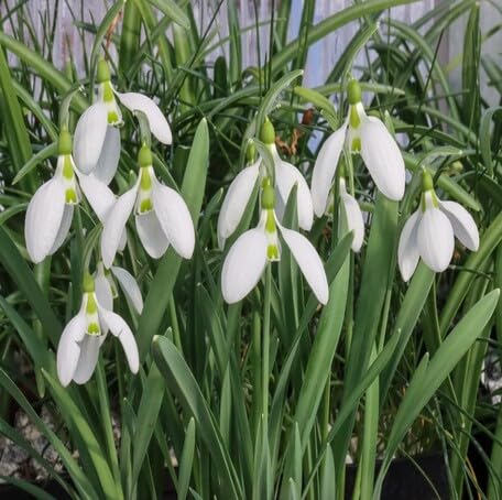 White Galanthus Gracilis Flower - Heirloom, Non - Gmo Seeds