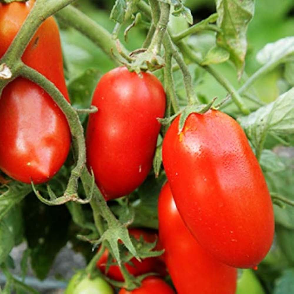 Rutgers VFA Tomato Red Tomato Plant Seeds