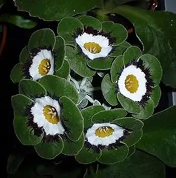 Green White Primrose Flower Seeds for Planting – NON GMO Seeds Dhara Seeds