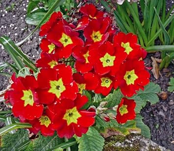 Primula Malacoides Red Flower Seeds – Heirloom Non-GMO Seeds for Garden Planting for planting in your garden.