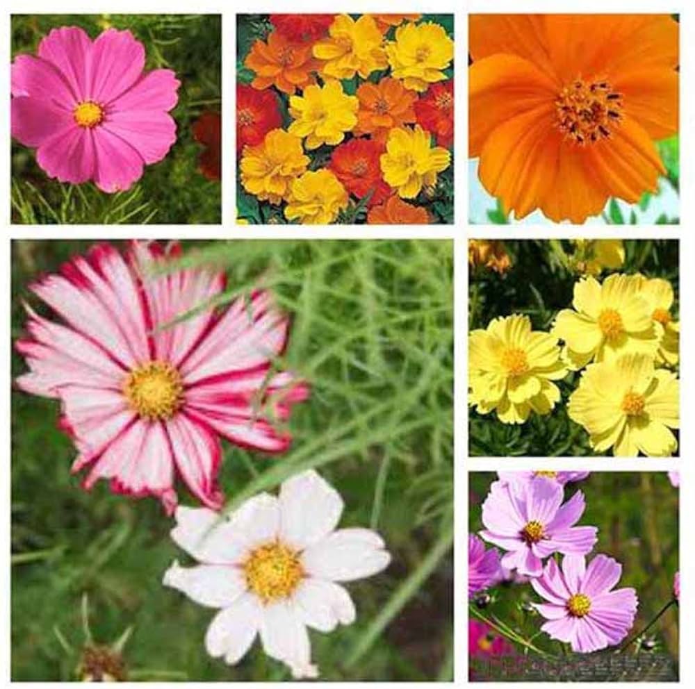 Crazy For Cosmos - Cosmos Flower Seed Mix