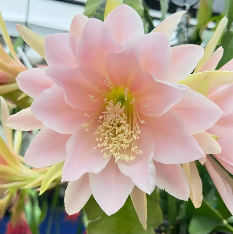 Cactus Epiphyllum Oxypetalum Orchid Cactus Flower Seeds for Planting