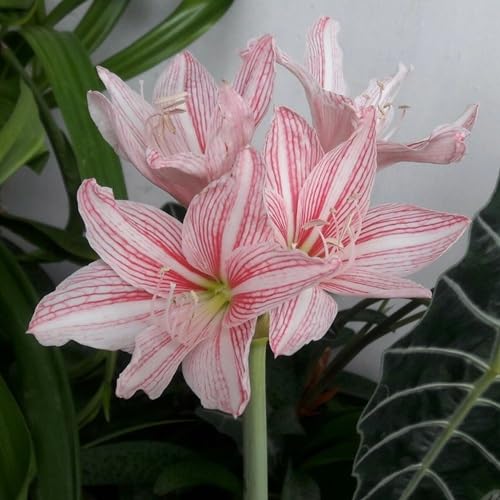 Amaryllis Flower Pink White - Heirloom, Non - Gmo Seeds