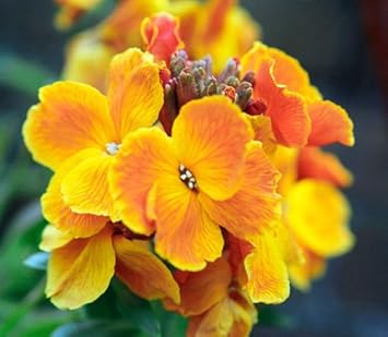 Orange Wallflower Flower Seeds for Planting – Organic, Heirloom, Non-GMO Fragrant Blooms