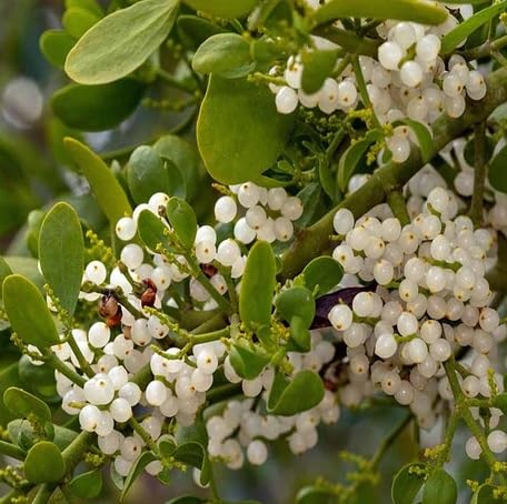 Green Mistletoe