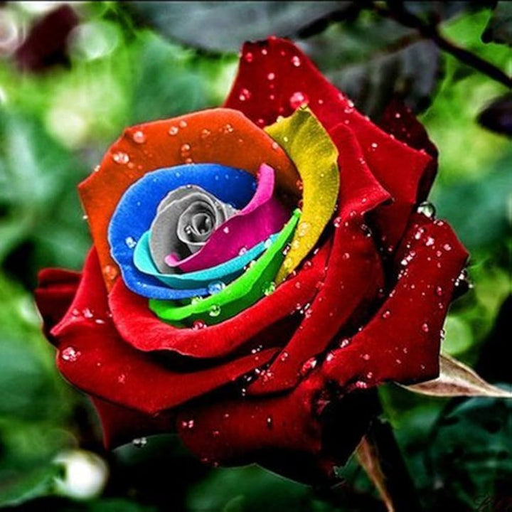 Heirloom Non-GMO Rainbow Mixed Flower Seeds for Planting – Colorful Blend of Seasonal Garden Blooms